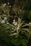 Iris japonica 'Variegata' RCP4-09 1261.jpg